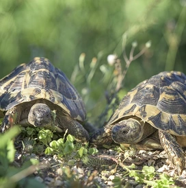 Landschildkröten 