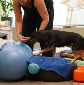 Bewegungstherapie-Workshop Hunde
